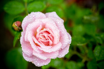 バラの花　屋外撮影