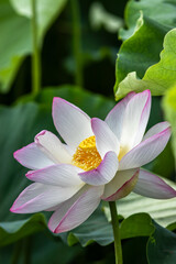 ハスの花　夏のイメージ