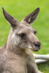 カンガルーのポートレート