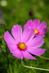 コスモスの花　秋のイメージ