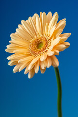 ガーベラの花のマクロ写真