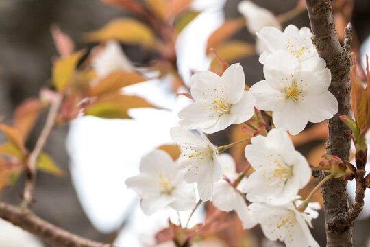 桜の花のマクロ写真　春のイメージ