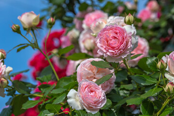 バラの花　屋外撮影