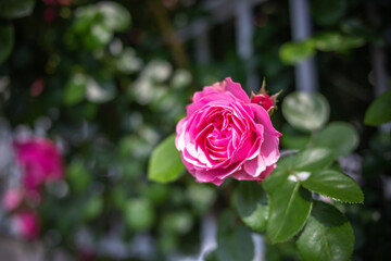 バラの花　屋外撮影