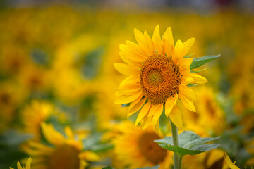 ひまわりの花　夏のイメージ
