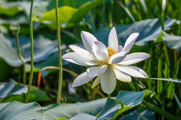 ハスの花　夏のイメージ