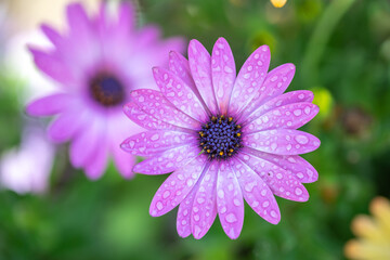 Obraz premium デイジーの花 春のイメージ