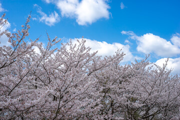 桜の花　春のイメージ