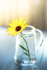 デイジーの花　春のイメージ