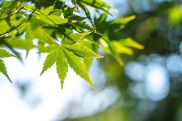 緑のモミジ　初夏の新緑のイメージ