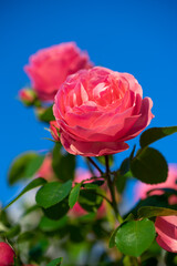 バラの花　屋外撮影