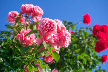 バラの花　屋外撮影