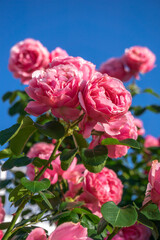 バラの花　屋外撮影