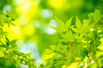 Fototapeta na wymiar 緑のモミジ　初夏の新緑のイメージ