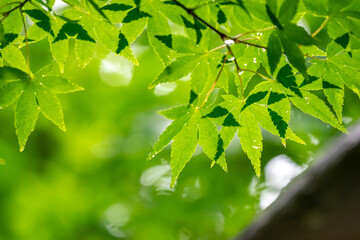 Fototapeta na wymiar 緑のモミジ　初夏の新緑のイメージ