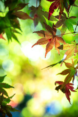 紅葉　秋のイメージ