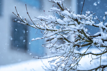 Fototapeta na wymiar 冬のイメージ　枝の上の積雪