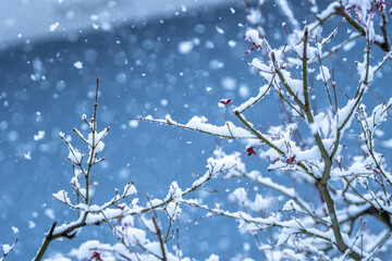 冬のイメージ　枝の上の積雪