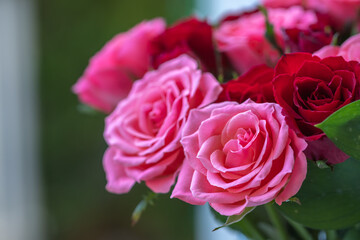 バラの花