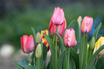 チューリップの花　春のイメージ