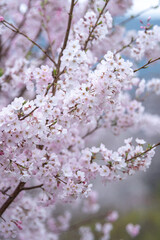 桜の花　春のイメージ