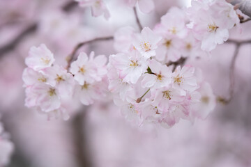 Obraz premium 桜の花 春のイメージ