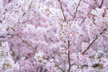 桜の花　春のイメージ