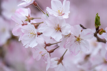 Fototapeta premium 桜の花 春のイメージ