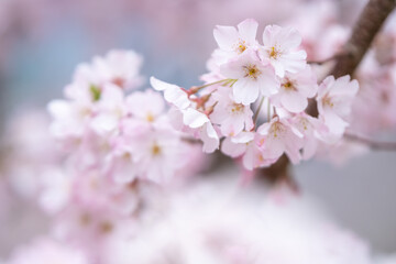 桜の花　春のイメージ