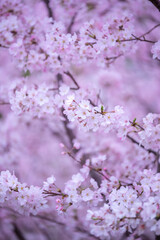 桜の花　春のイメージ