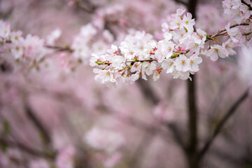 桜の花　春のイメージ