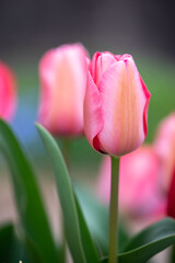チューリップの花　春のイメージ