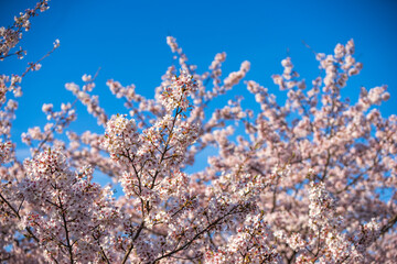 桜の花　春のイメージ