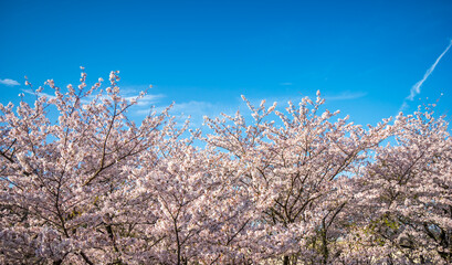 桜の花　春のイメージ