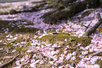 桜の花　春のイメージ