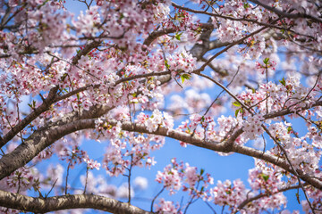 桜の花　春のイメージ