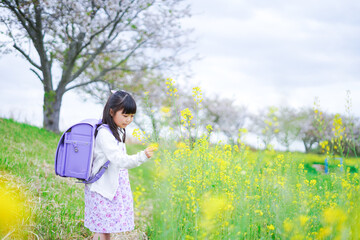 登校中にお花畑で遊ぶ小さな女の子