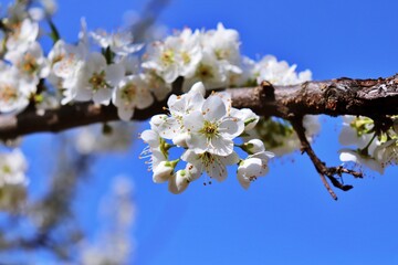 blooming cherry tree