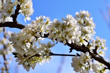 blooming cherry tree