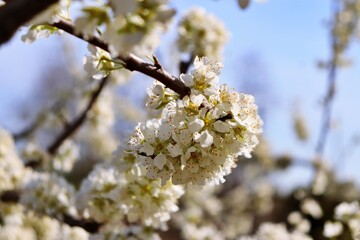 blooming cherry tree