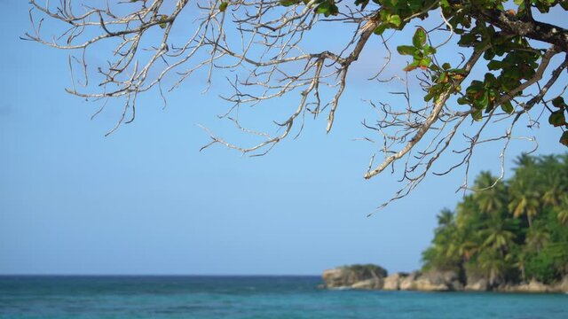 Dry branch of a big tree against the blue sky. Shore of a tropical beach in the background with palm trees and turquoise color of water of the Atlantic Ocean. Dominican Republic 