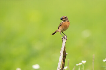 European Stonechat (Saxicola rubicola) female bird with black berry in beak