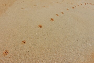 A track of dog paw prints in sand on a beach