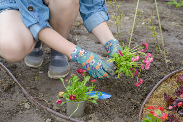 Gardener woman planting flowers in the garden at sunny morning