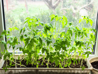 fresh tomato seedlings in box on window sill