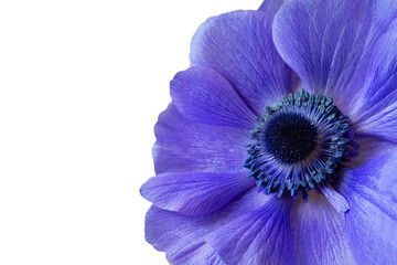 Blue anemone flower on white background close up