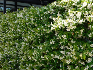Southern or star jasmine, or Rhynchospermum jasminoides, vine in full bloom