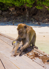 The monkeys living in Phi Phi Island do not have food to eat.