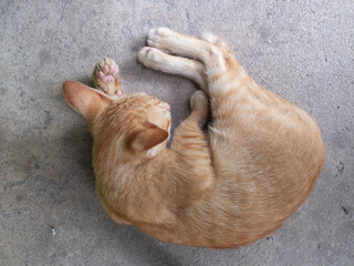 cat sleeping on the floor