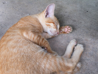 cat sleeping on the floor